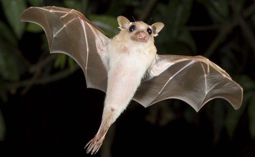 Los murciélagos son esenciales para los ecosistemas, actuando como polinizadores, controladores de plagas y dispersores de semillas. Fuente: Freepik.