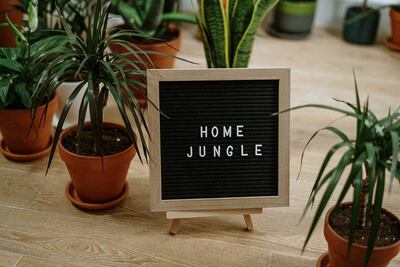 Plantas fáciles de cuidar y resistentes al sol 