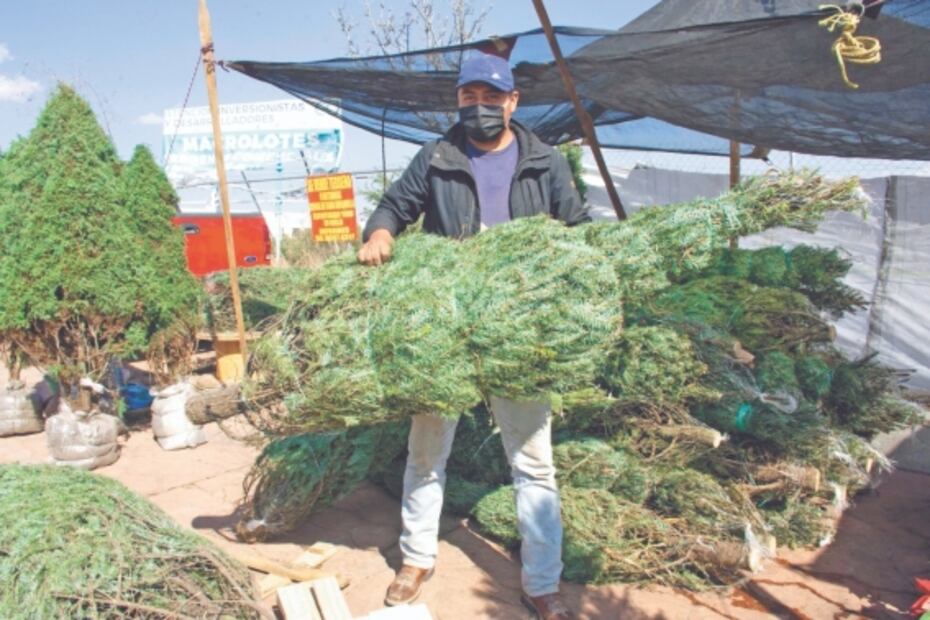 Lugares cerca de la CDMX para comprar árboles de Navidad