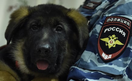 Rusia entrega un perro policía a Francia para reemplazar a Diesel