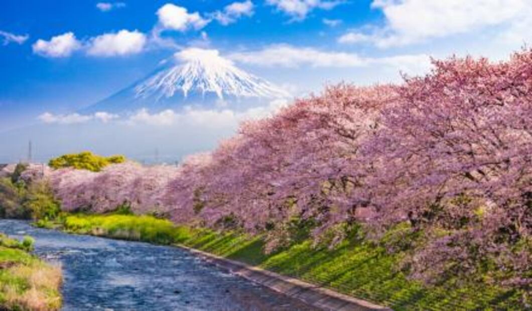 Japón se prepara para el gran fenómeno de los cerezos