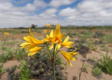 Florece el desierto más seco del mundo; sorprende raro y efímero espectáculo de flores en Atacama