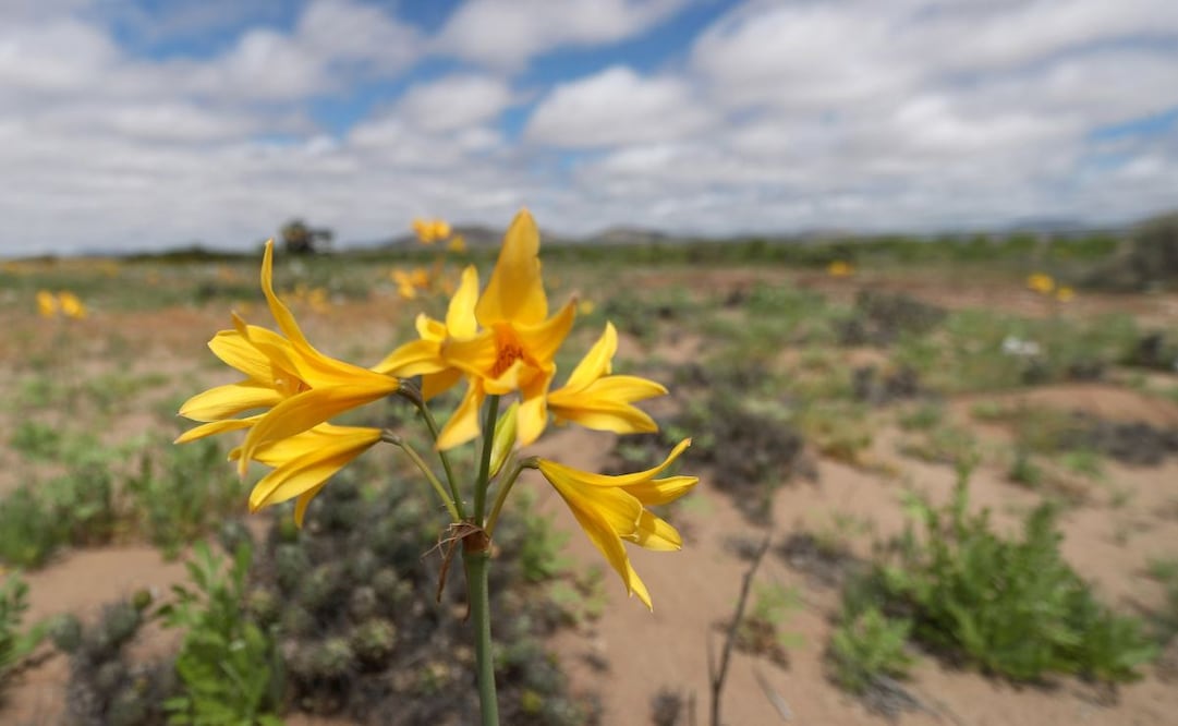 Fotografía del 28 de septiembre de 2025 que muestra flores en el desierto de Atacama, en Copiapó (Chile). Como todas las primaveras australes, el desierto de Atacama, uno de los más áridos del mundo, destapó su mágica y única floración, que inundó las desoladas planicies de vivos colores. Foto: EFE