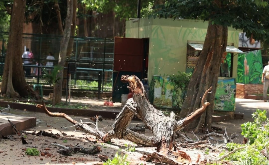 Un tronco con colmena y abejas cayó en el parque de El Centenario en Mérida. Foto Especial