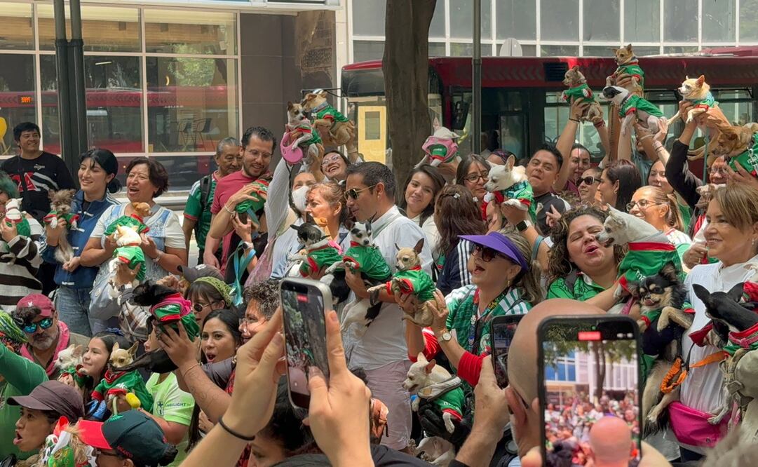 VIDEO: barrera de perritos chihuahuas invade la embajada británica; se viraliza en redes. Foto: Redes Sociales X