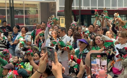 VIDEO: reunión de perritos chihuahuas invade la embajada británica; se viraliza en redes