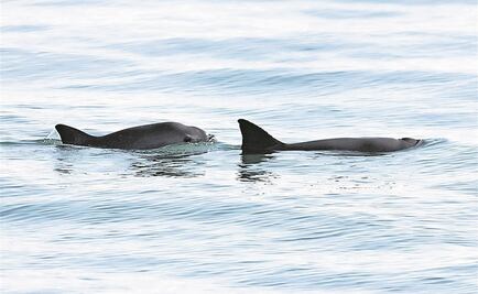 Asegura Semarnat que vaquita marina no desaparecerá