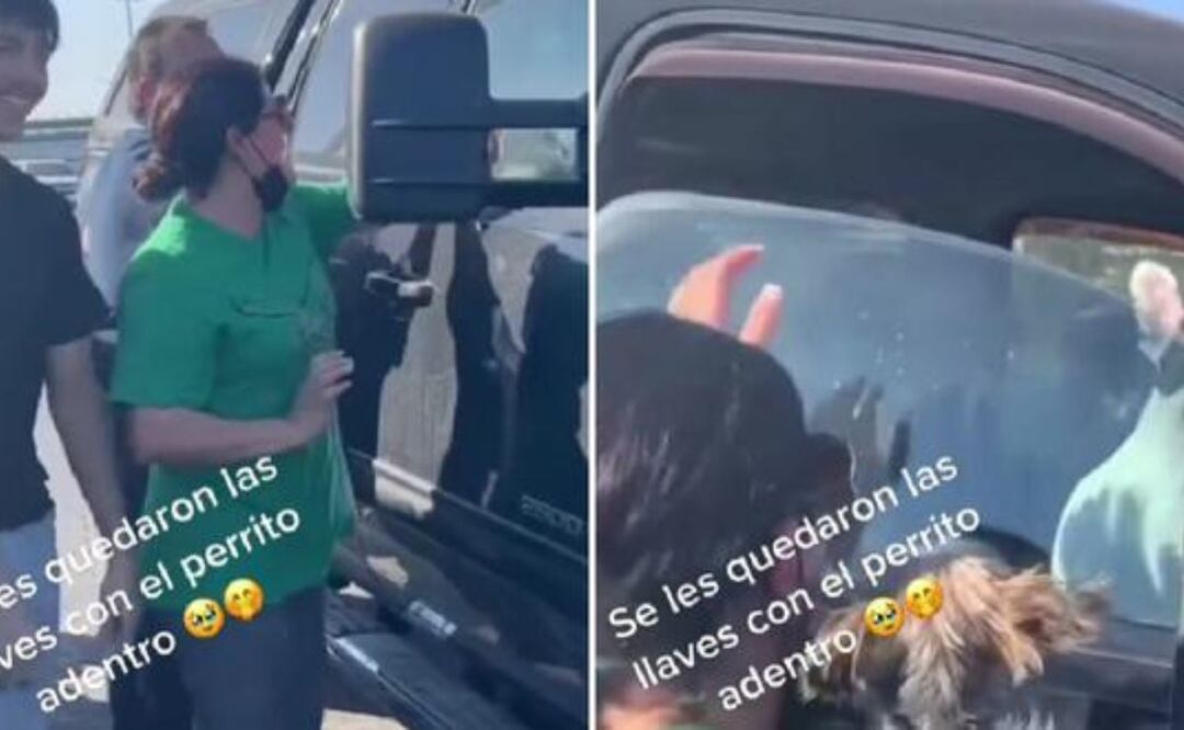 Perro queda encerrado en un carro y gracias a su habilidad se salva. Foto: TikTok @dorapro70