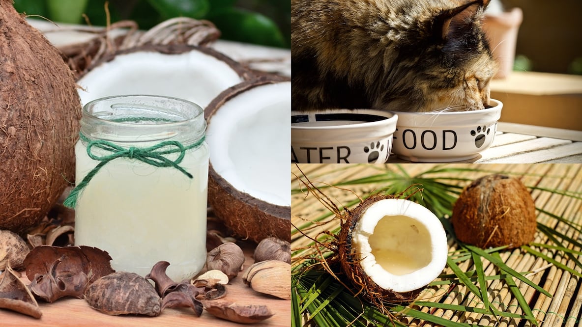 En los gatos también ayuda a tratar la picazón en la piel y a tratar la dermatitis felina / Foto: Pixabay