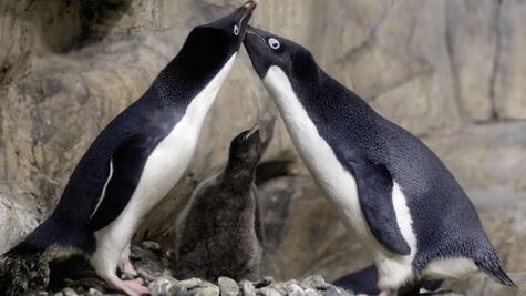 Pareja de pingüinos gay secuestran una cría y desatan drama familiar en zoológico