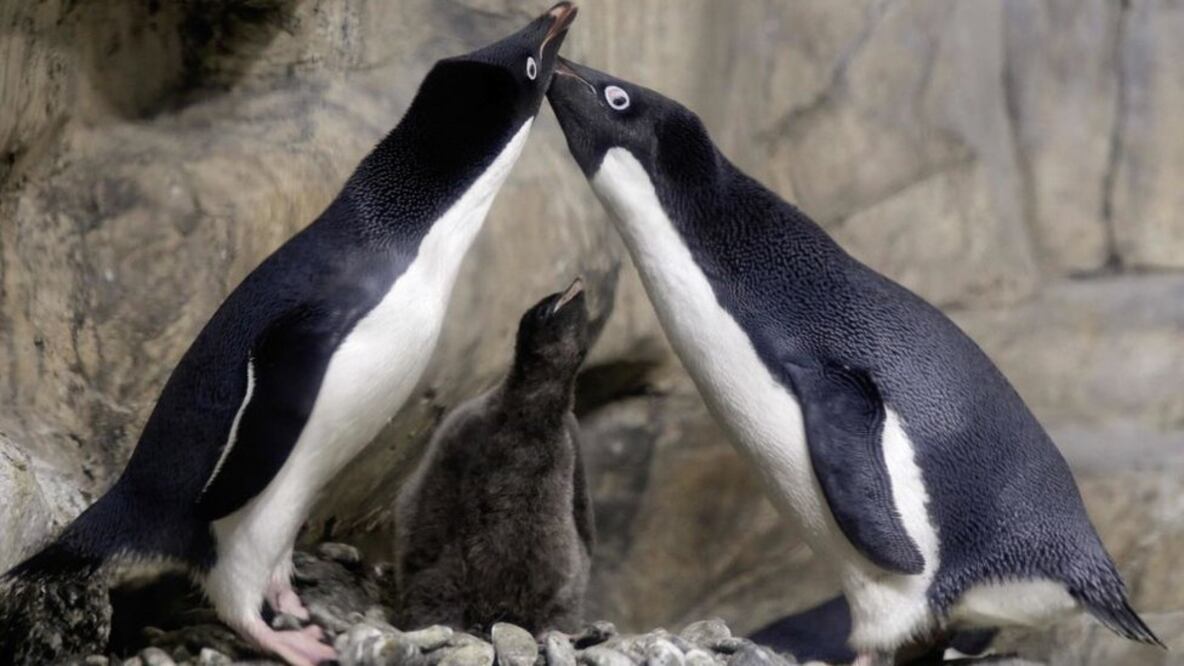 La disputa por el bebé pingüino alteró la paz en el zoológico de Odense (Foto: Getty)