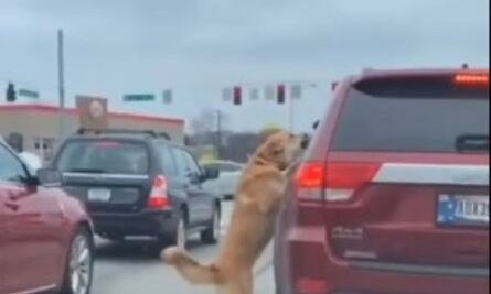 Perro se arroja de un carro a otro en movimiento y desata la pelea del siglo