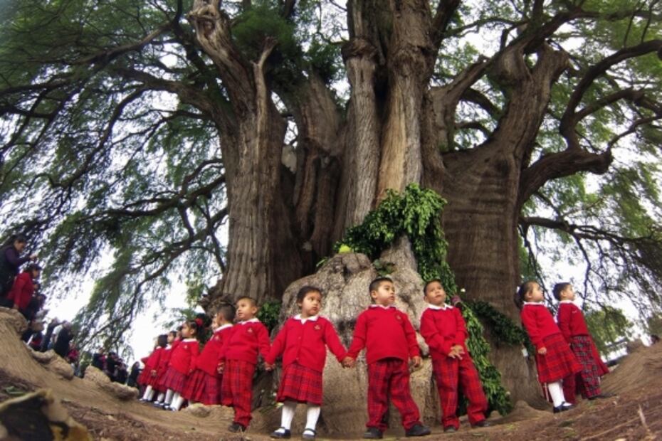 Hace 100 años se plantaron árboles en honor de periodistas
