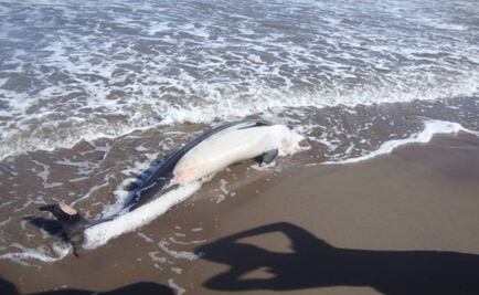 Investigan causas de varamiento de delfines en BCS