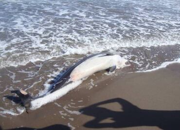 Investigan causas de varamiento de delfines en BCS