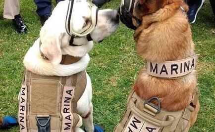 ¿Quién es el novio de la perrita Frida?