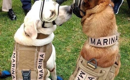 ¿Quién es el novio de la perrita Frida?