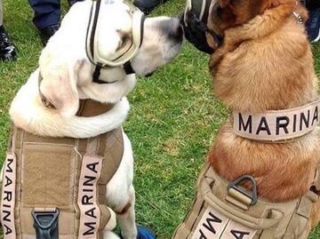 ¿Quién es el novio de la perrita Frida?