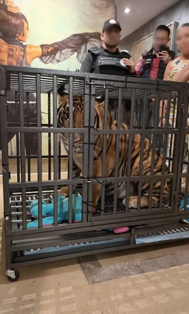 Semar y FGR aseguran un tigre de la especie “Phantera Tigris” en Puerto Vallarta este domingo 8 de febrero de 2026. Foto: Especial