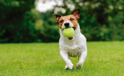 Safe boarding options for your pets this Summer