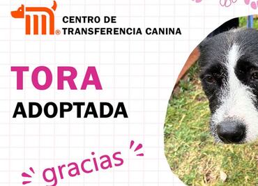 Suman 9 lomitos rescatados del Metro y que ya fueron adoptados este año; exhortan a seguir apoyando a refugio canino