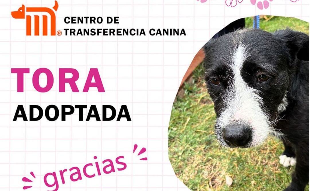 9 lomitos rescatados del Metro en lo que va del 2025 ya fueron adoptados (17/04/2025). Foto: Especial