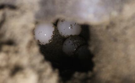 Autoridades resguardan mil 500 huevos de tortuga en Isla Mujeres