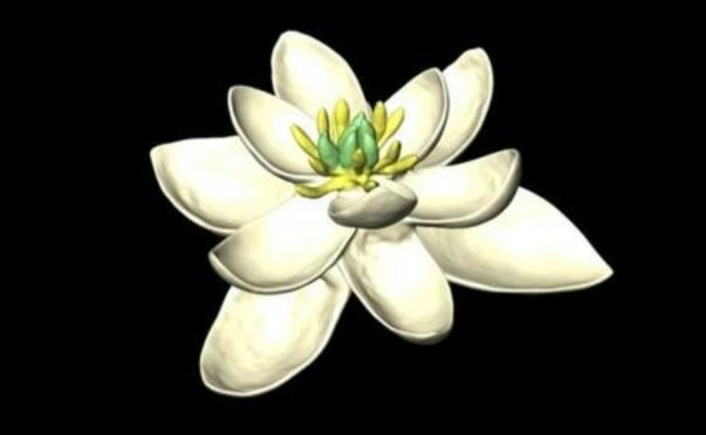 Así pudo ser el ancestro de las flores