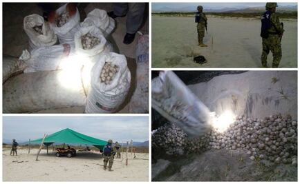 Aseguran 12 mil huevos de tortuga en Michoacán y Oaxaca