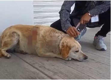 Atacan a machetazos a la perrita “Gordita” en Cuatlancingo, Puebla; fue agredida en al menos 7 ocasiones