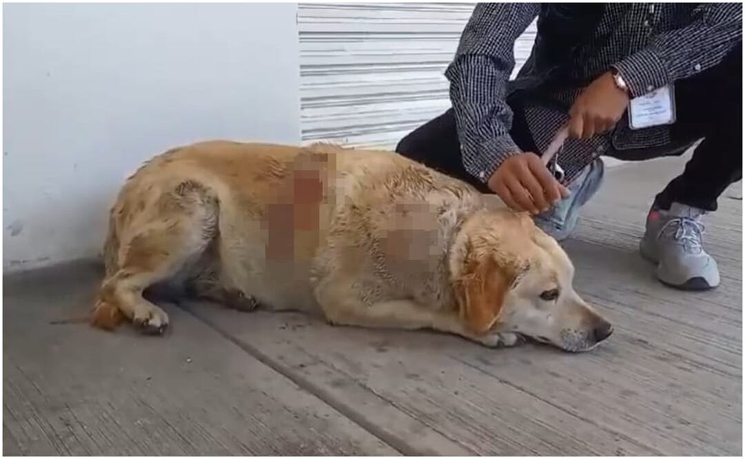 “Gordita” es una perrita de nueve años de edad que fue atacada con machete en Cuatlancingo, Puebla (23/01/2025). Foto: Captura de video