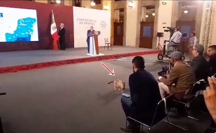 Video: “Me pareció ver un lindo gatito” Zeus, michi que vive en Palacio Nacional, se cuela a la mañanera de AMLO