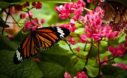 Descubre las 7 plantas perfectas para que tu jardín estalle de mariposas
