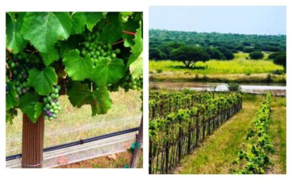 Descubre el vino del Bajío mexicano