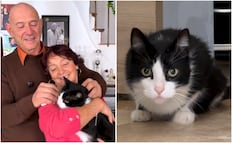 ¡Gran hazaña! Gato recorre 250 km para reunirse con sus dueños; historia se viraliza