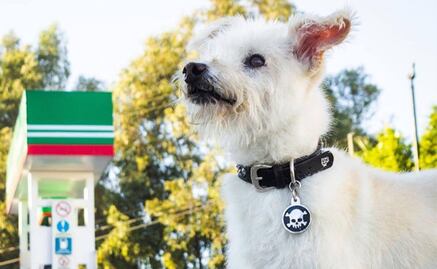 Conoce la historia de Gasolín, el lomito que tras ser abandonado ahora es una celebridad