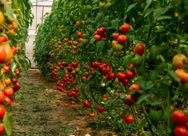 Sin avances, negociación para eliminar cuotas de EU a jitomate mexicano; caen exportaciones casi 20%