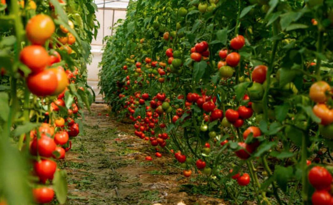 El jitomate mexicano es uno de los productos agrícolas que más se exportan al mundo. Foto: iStock