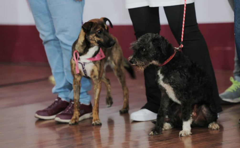 Durante la campaña se contara con diversas instituciones dedicadas a la salud animal entre las que destacan la Universidad del Valle de México campus Lomas Verdes y la Facultad de Medicina Veterinaria y Zootecnia de la UNAM. Fotos: Especiales.