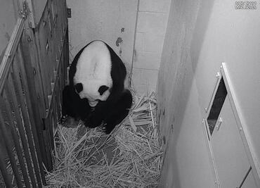 En medio de pandemia se desata "pandamanía" en Zoológico de Washington