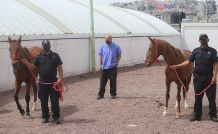Rescatan caballos maltratados y los llevan a "Cuacolandía" en Puebla