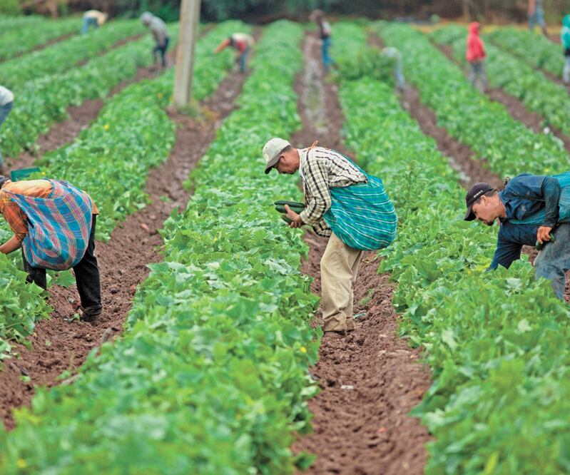 El T-MEC es una de las herramientas con las que el gobierno de México espera impulsar la economía y la producción, consideran especialistas. ARCHIVO EL UNIVERSAL