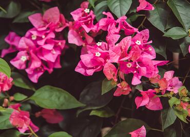 Las propiedades curativas de la flor de bugambilia