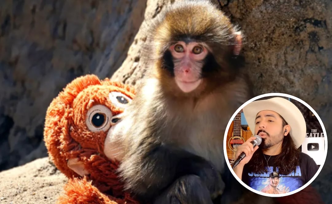 Lanzan corrido de “Punch”, el mono bebé viral que arrasa en TikTok. Foto: AFP y captura de pantalla