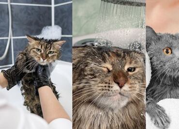 ¿Qué sucede si baño a un gato sin vacunar, según especialistas?