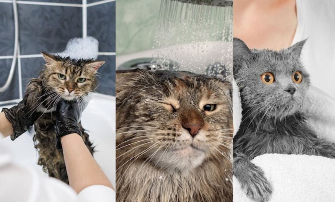 Bañar a un gato sin vacunar. Fuente: Freepik.