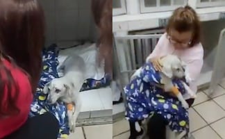 ¡“Chicharrón” volvió a casa! Perrito rescatado tras volcadura de taxi se reúne con su familia