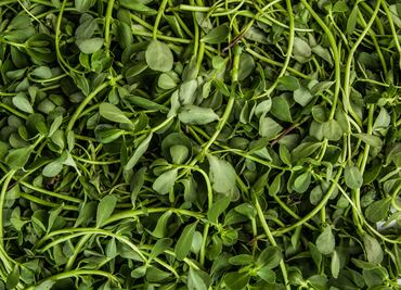 Quelites: un tesoro poco apreciado