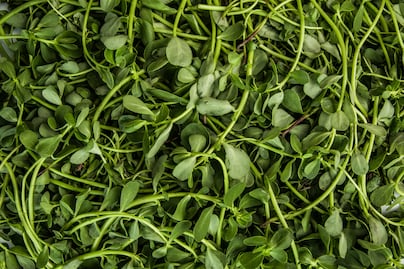 Quelites: un tesoro poco apreciado