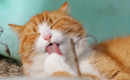 ¿Quieres un gato? Esto cuesta mantener al verdadero rey del hogar